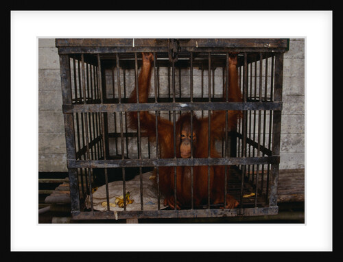 Juvenile Orangutan in Cage by Anonymous