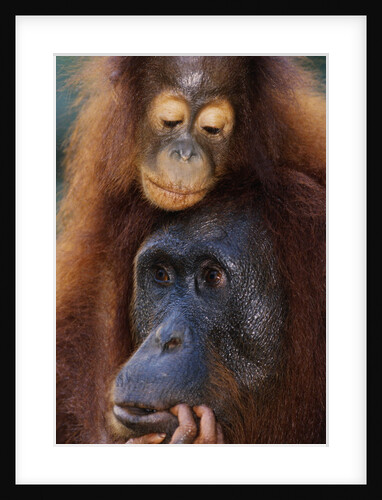 Female and Baby Orangutan in Borneo by Anonymous