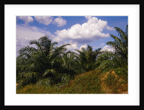 Vegetation at Palm Oil Plantation by Anonymous