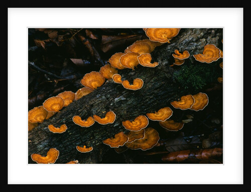 Cup Fungus on Rotting Rainforest Log by Anonymous