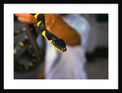 Poisonous Banded Krait Snake at Red Cross Show by Anonymous