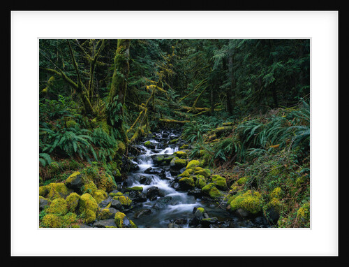 Small Stream Lined with Mossy Rocks in the Olympic National Park by Anonymous