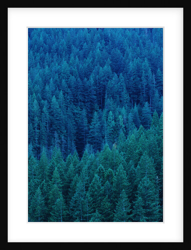Old Growth Forest in Washington's Olympic National Forest by Anonymous