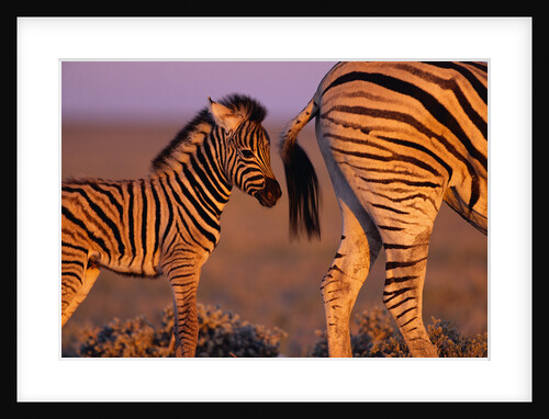 Young Plains Zebra by Anonymous