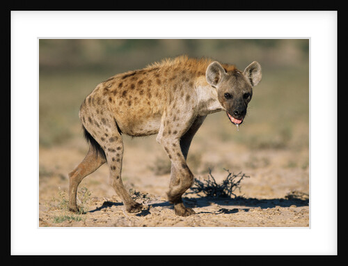 Hyena Walking in Morning Sun by Anonymous