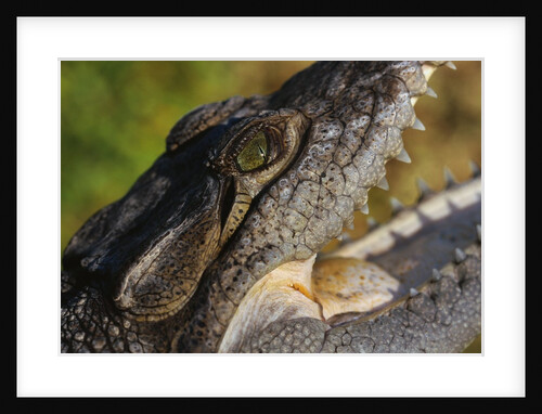 American Crocodile by Anonymous