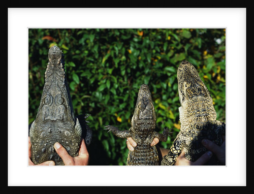 Crocodile, Caiman and Alligator Head Comparison by Anonymous