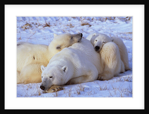 Polar Bear with Cubs by Anonymous