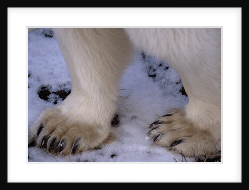 Feet of Polar Bear by Anonymous