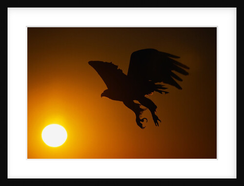 Golden Eagle Flying at Sunrise by Anonymous