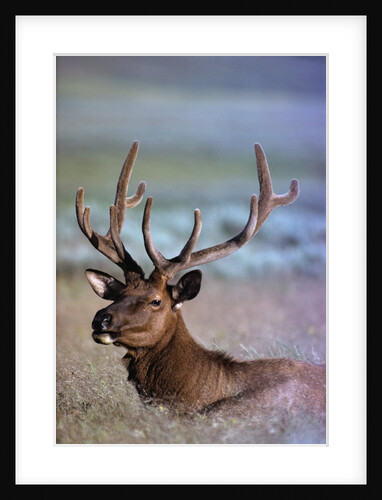 Bull Elk by Anonymous