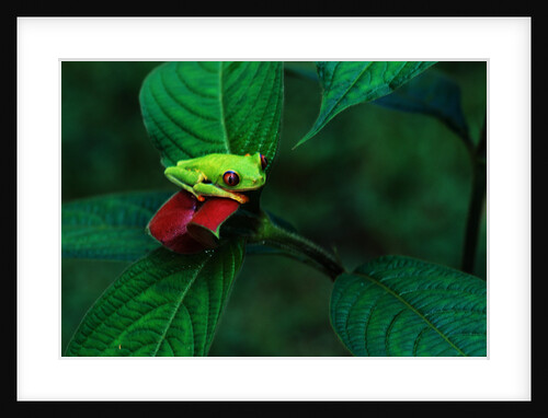 Red Eyed Tree Frog on a Rain forest Flower by Anonymous