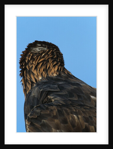 Golden Eagle by Anonymous