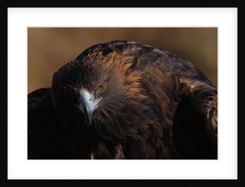 Golden Eagle by Anonymous