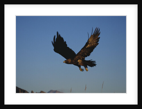 Golden Eagle by Anonymous
