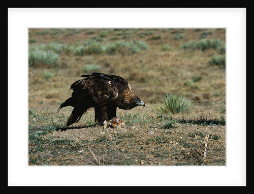 Golden Eagle with Prey by Anonymous