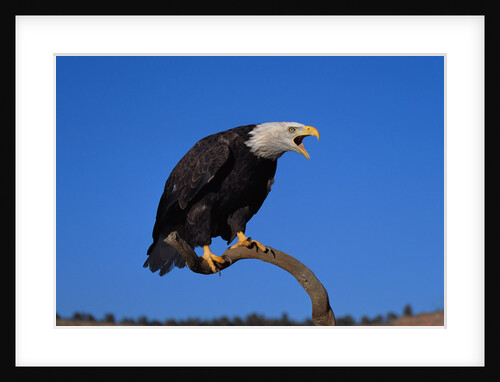 Bald Eagle by Anonymous