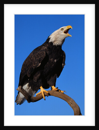 Bald Eagle by Anonymous