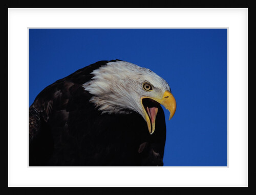 Bald Eagle by Anonymous