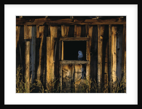 Barn Owl in Barn Window by Anonymous