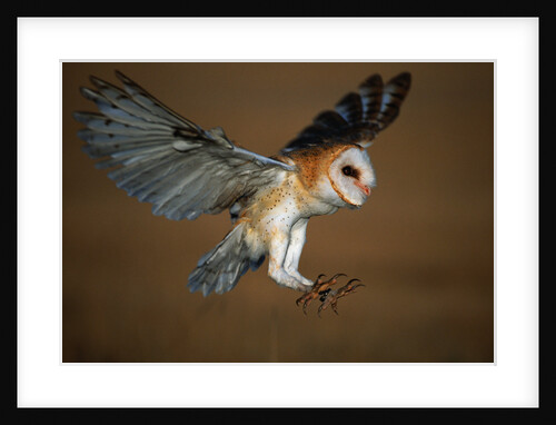 Barn Owl Landing by Anonymous