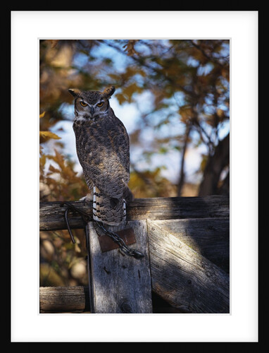 Great Horned Owl by Anonymous