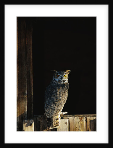Great Horned Owl by Anonymous
