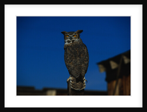Great Horned Owl by Anonymous