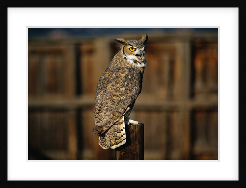 Great Horned Owl by Anonymous