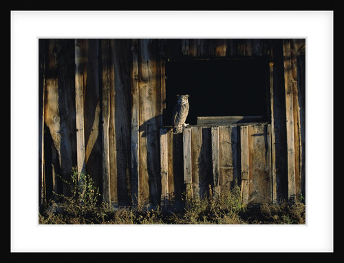 Great Horned Owl by Anonymous
