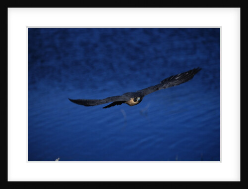 Peregrine Falcon Flying Over a Lake by Anonymous