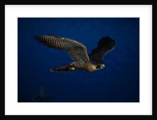 Peregrine Falcon Flying Over a Lake by Anonymous