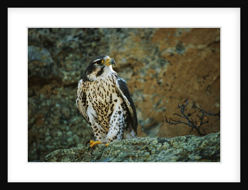 Prairie Falcon by Anonymous