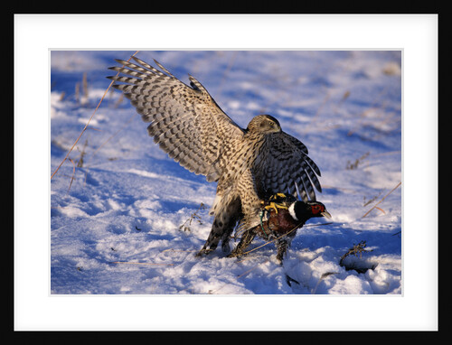 Goshawk Catching Prey by Anonymous