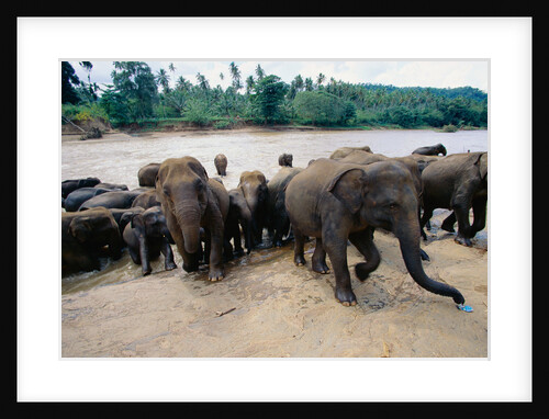 Elephants Bathing at Pinnewala Orphanage by Anonymous