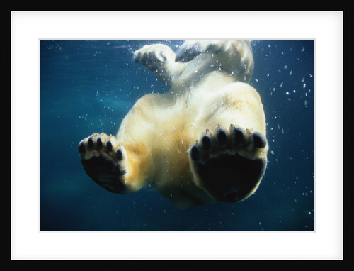 Paws of a Floating Polar Bear by Anonymous