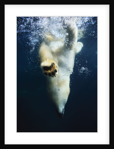 Polar Bear Swimming by Anonymous