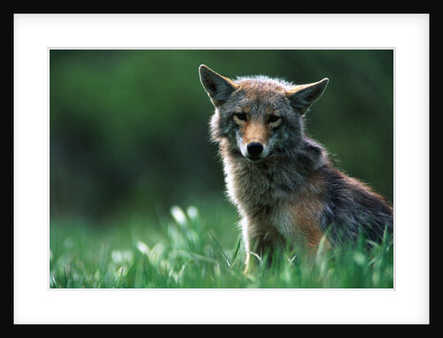 Coyote in Alpine Meadow by Anonymous