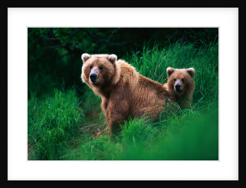 Brown Bear Sow and Cub by Anonymous