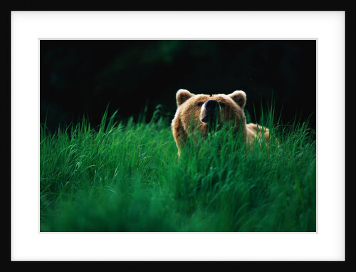 Brown Bear in Tall Grass by Anonymous