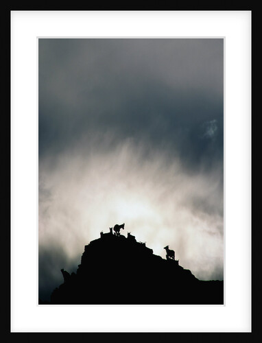 Dall's Sheep on Cliff at Sunset by Anonymous