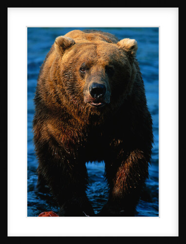 Brown Bear Eating Sockeye Salmon by Anonymous