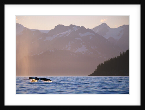 Humpback Whale Surfacing in Aialik Bay by Anonymous