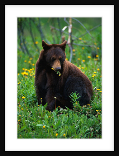 Black Bear Eating Dandelions in Meadow by Anonymous