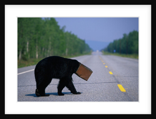 Black Bear Crossing Highway by Anonymous