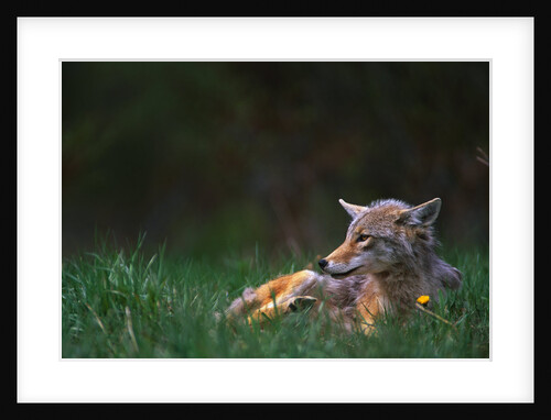 Coyote Lounging in Alpine Meadow by Anonymous