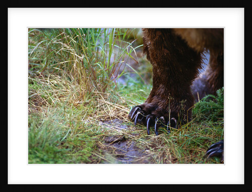 Close-up of Grizzly Bear's Claws by Anonymous