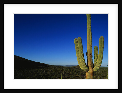 Cactus at Sunrise by Anonymous
