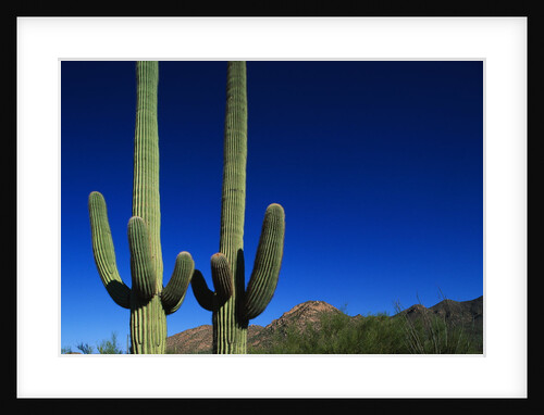 Cactuses at Sunrise by Anonymous