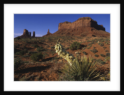 Yucca Plant and Sandstone Monument by Anonymous